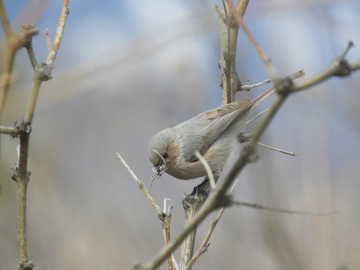 Bushtit - ML543838271