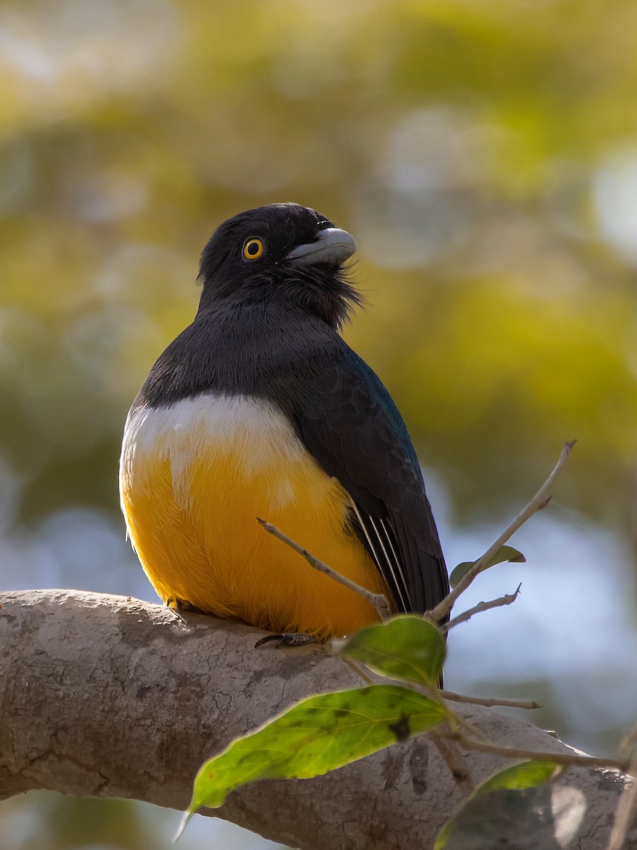 Citreoline Trogon - Rain Saulnier