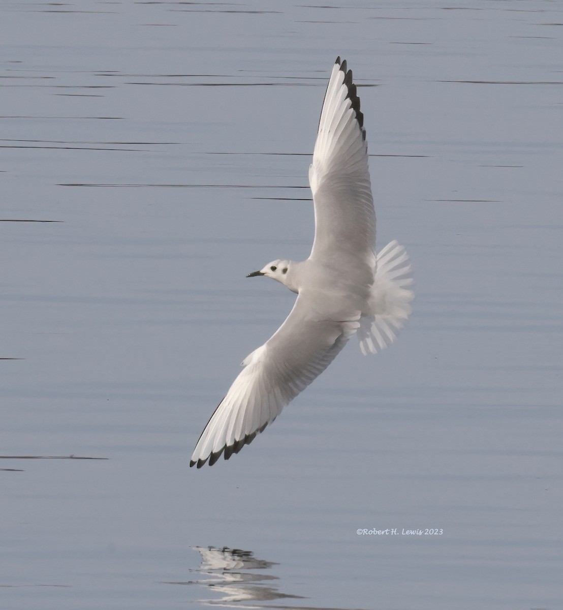 Gaviota de Bonaparte - ML543839201