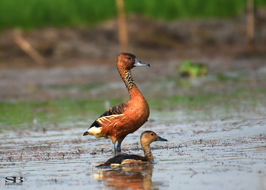 Fulvous Whistling-Duck - Somnath Biswas