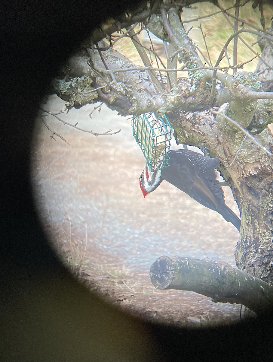 Pileated Woodpecker - ML543840151