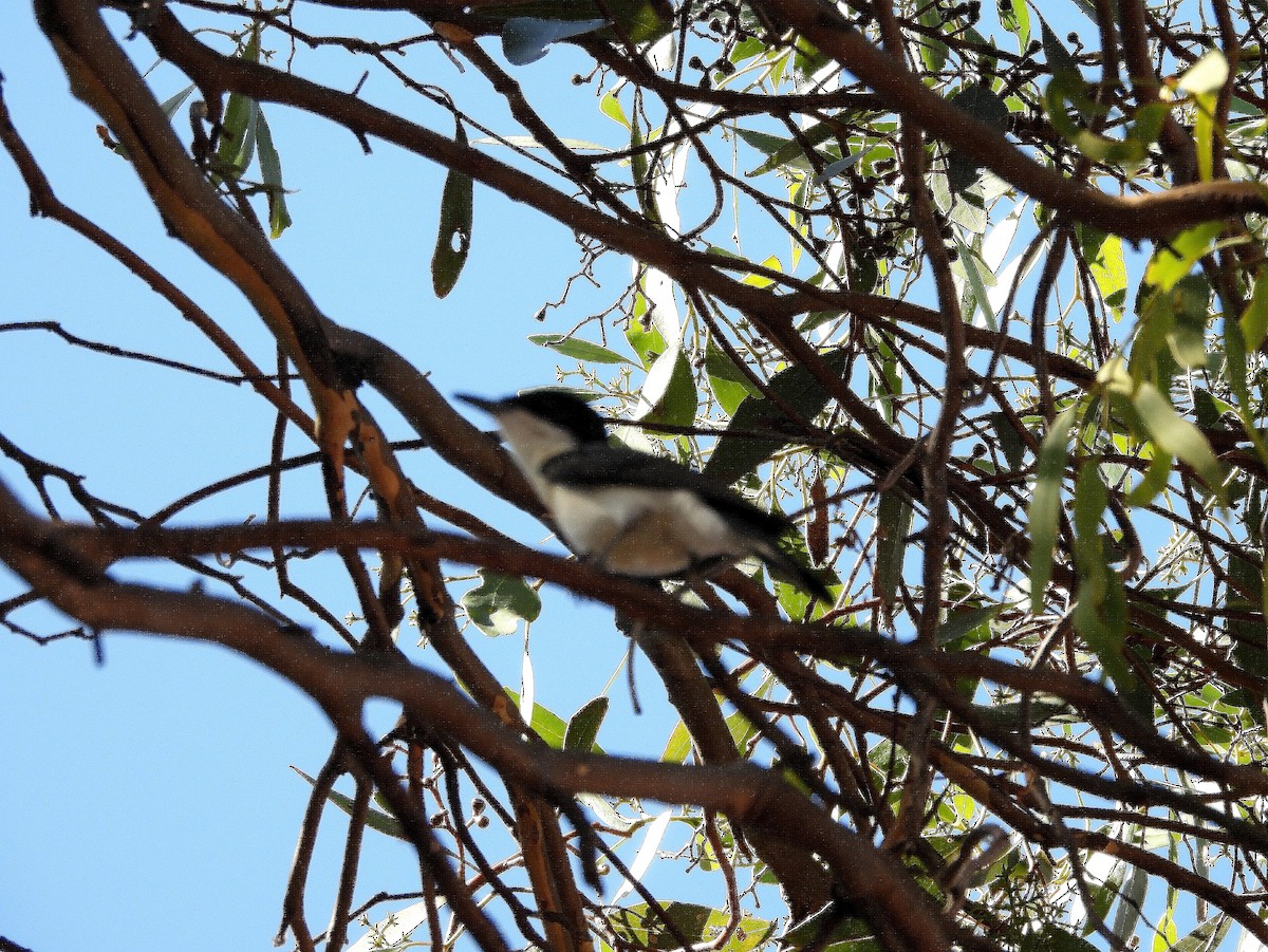 Restless Flycatcher - ML543840971