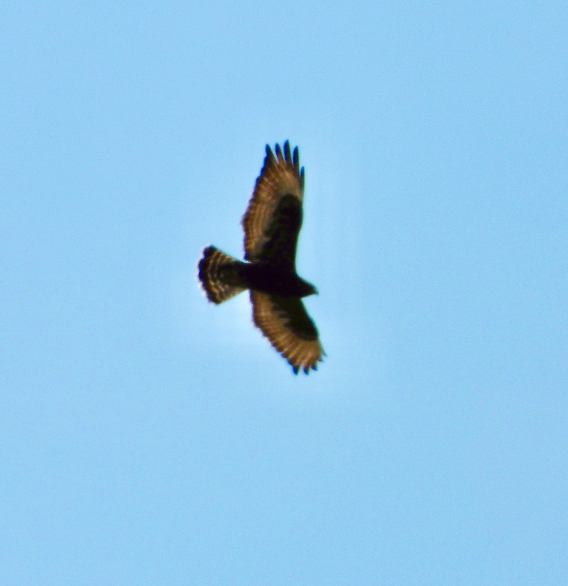 Rough-legged Hawk - ML543843381