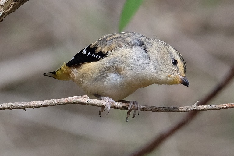 Spotted Pardalote - ML543845471