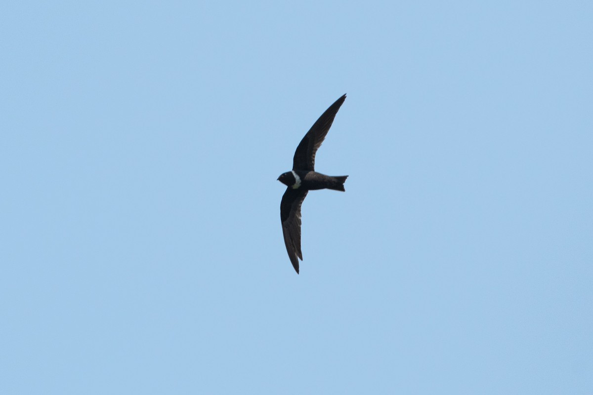 White-collared Swift - Ivani Martínez Paredes