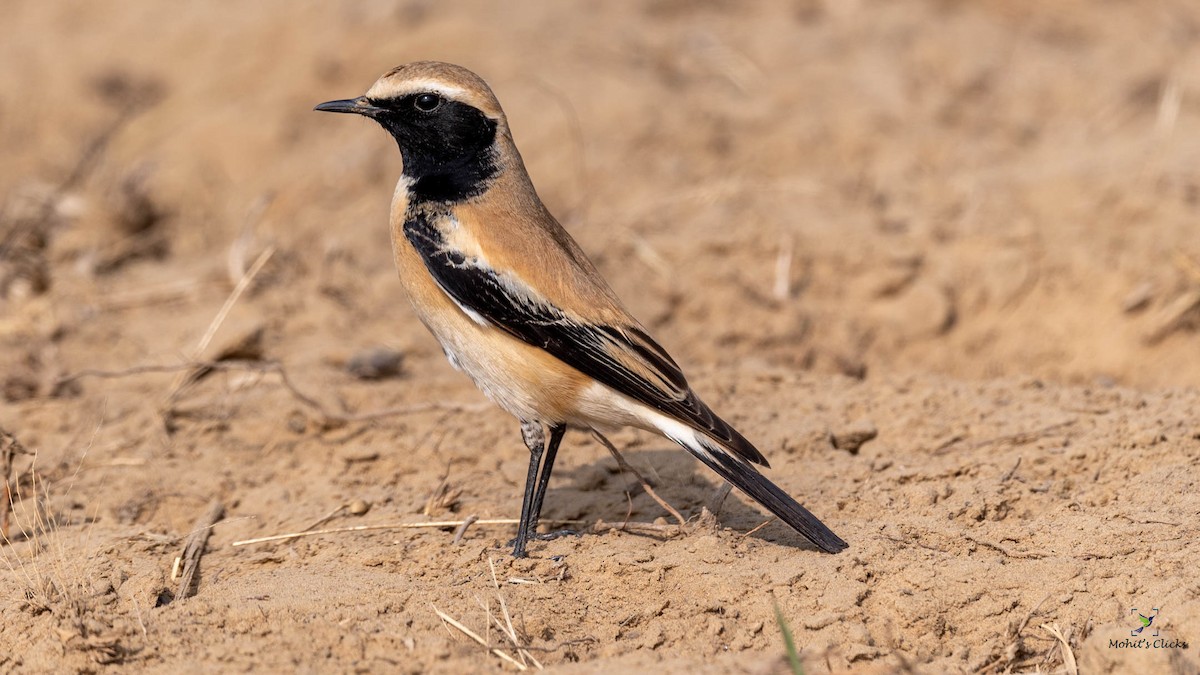 Desert Wheatear - ML543846221