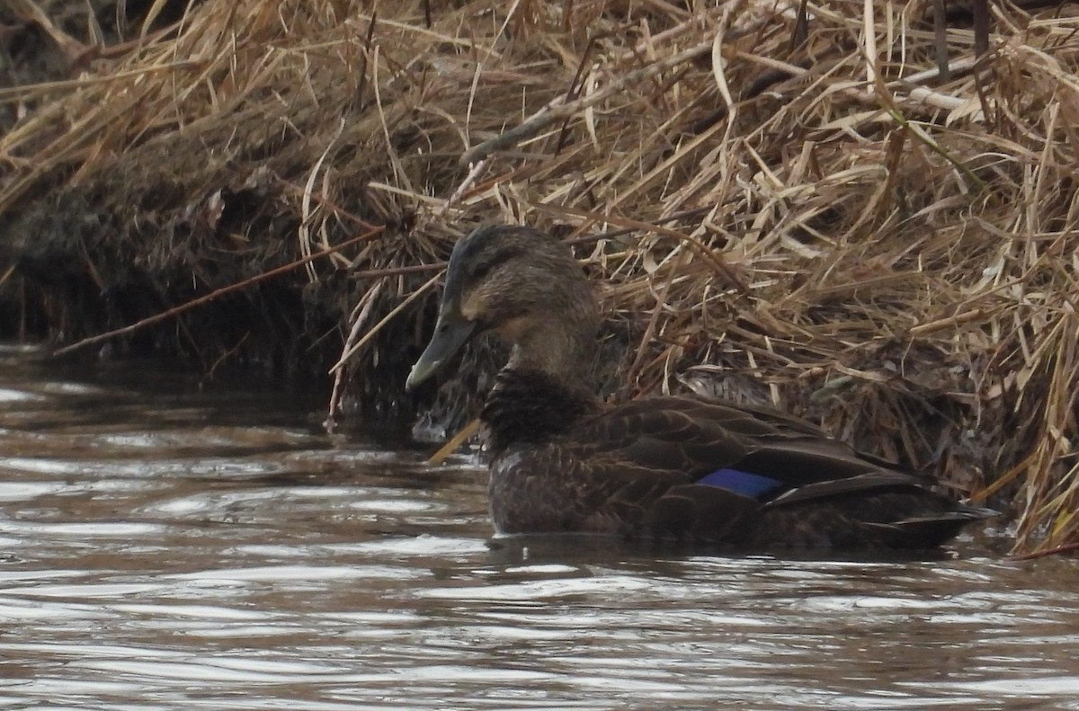 Canard noir - ML543846361