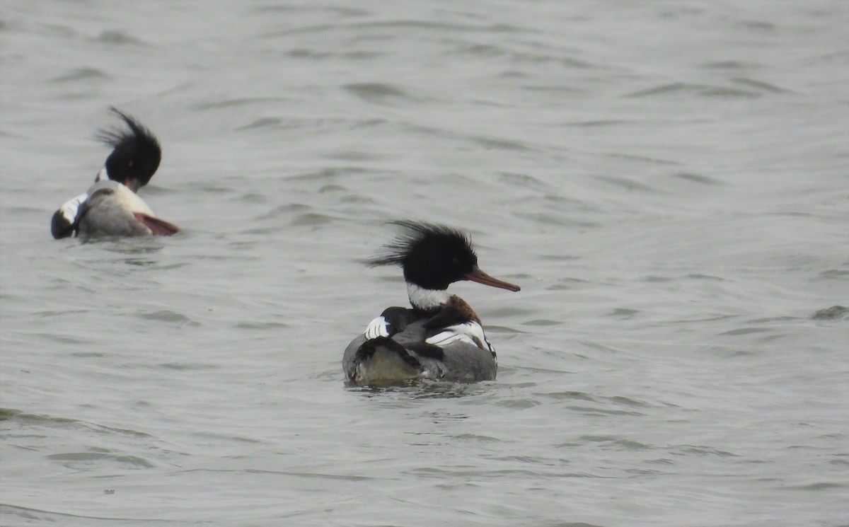 Red-breasted Merganser - ML543846381