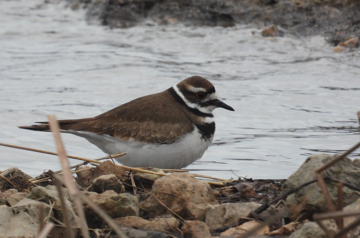 Killdeer - ML543846391