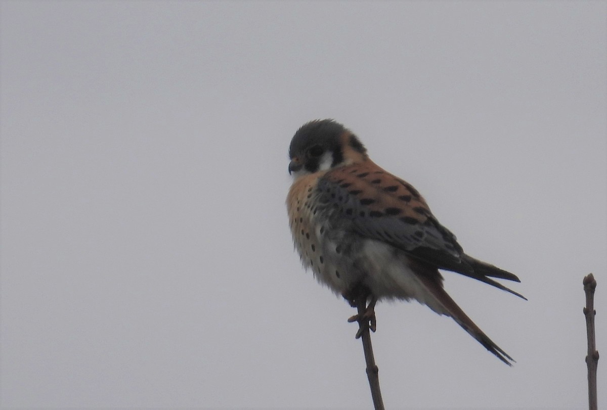 American Kestrel - ML543846411