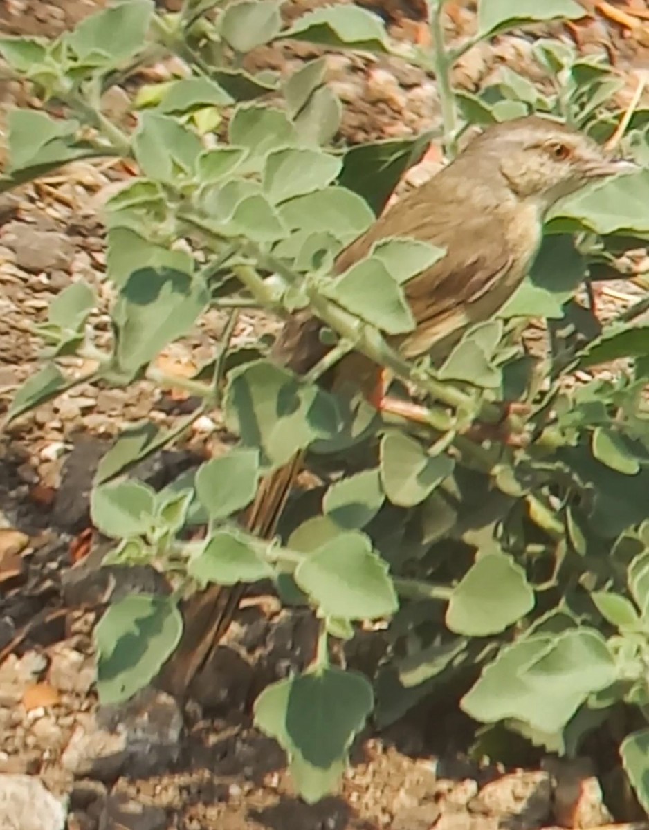 Jungle Prinia - ML543848721