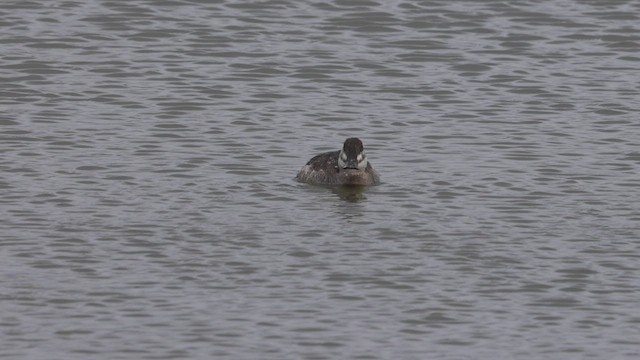 Ruddy Duck - ML543848931