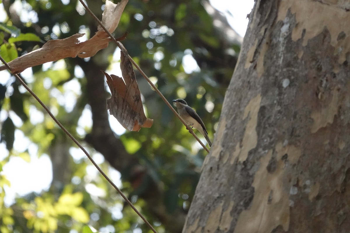 Bar-winged Flycatcher-shrike - Mohul Gandhi