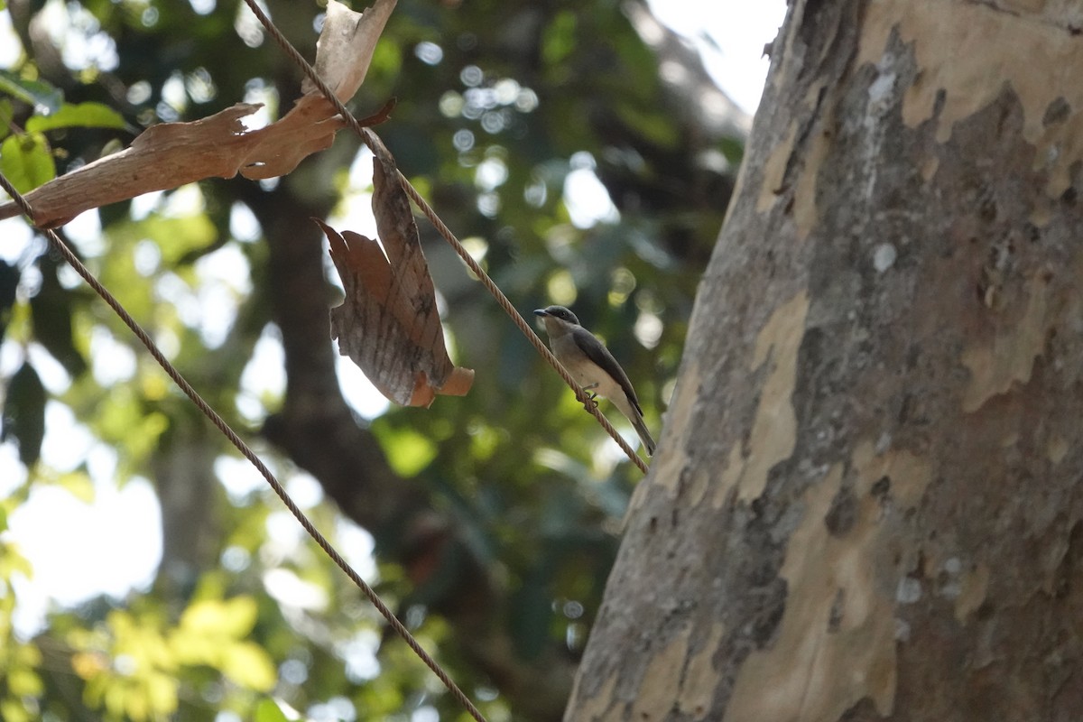 Bar-winged Flycatcher-shrike - ML543849711