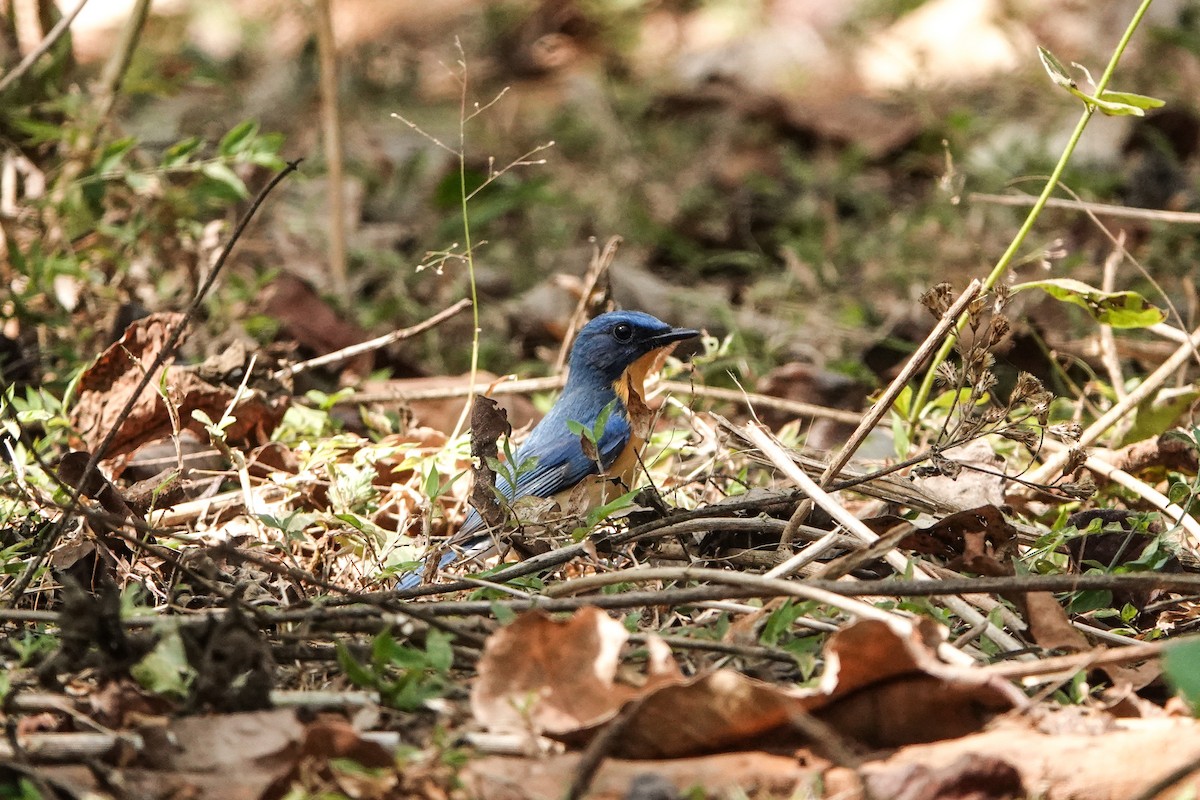 Tickell's Blue Flycatcher - ML543849761