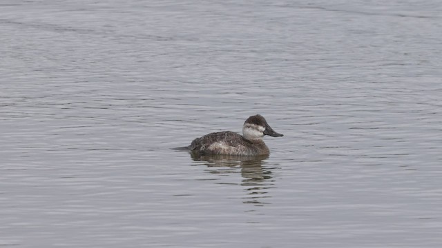 Ruddy Duck - ML543850061