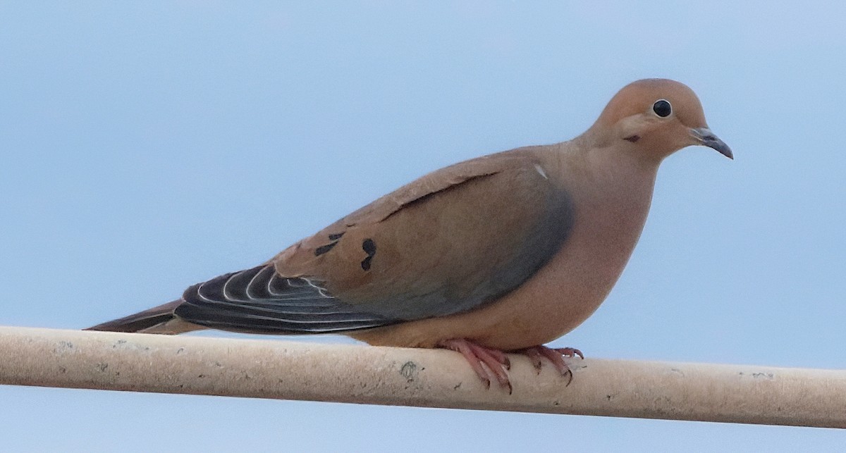 Mourning Dove - ML543850071