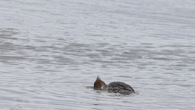 Red-breasted Merganser - ML543850751