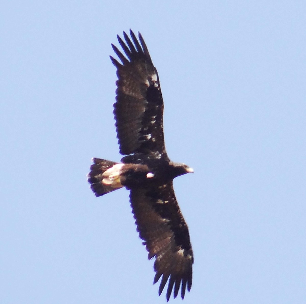 Greater Spotted Eagle - ML543852341