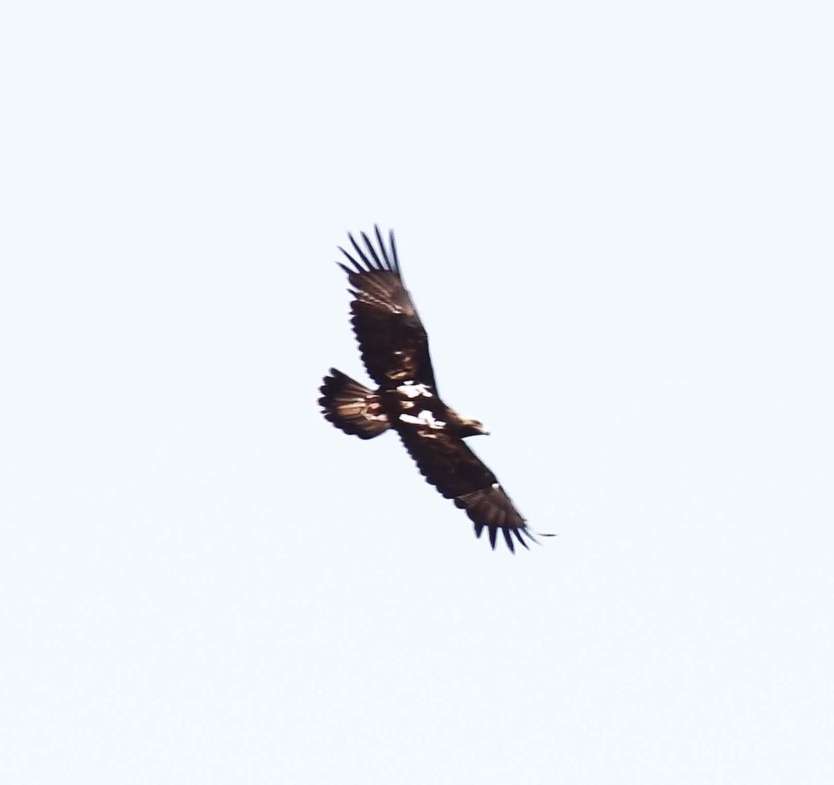 Greater Spotted Eagle - ML543852411
