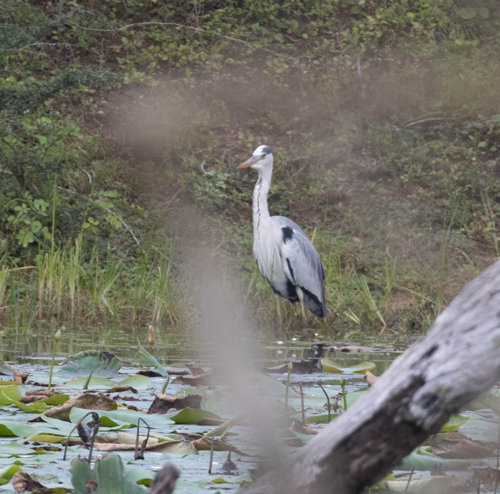 Gray Heron - ML543852821