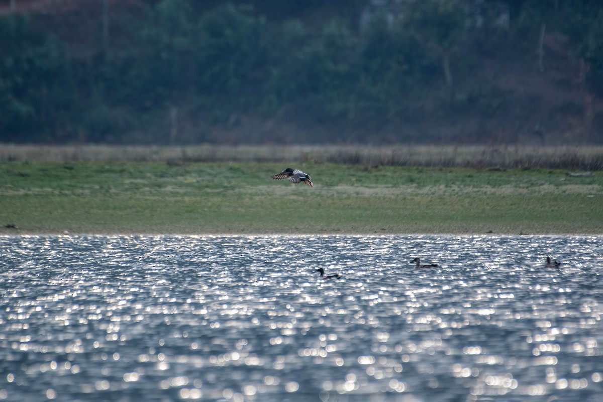 Northern Shoveler - ML543853141