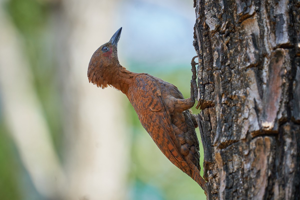 Rufous Woodpecker - Raghavendra  Pai
