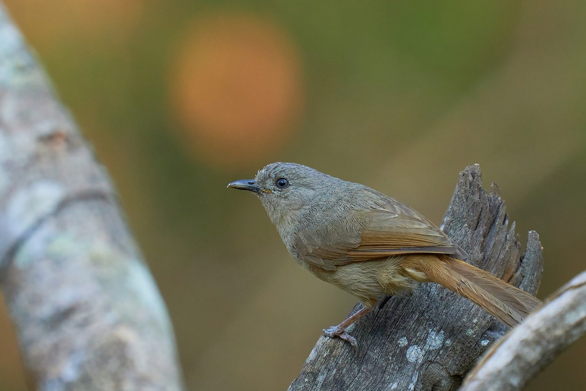 Brown-cheeked Fulvetta - Raghavendra  Pai