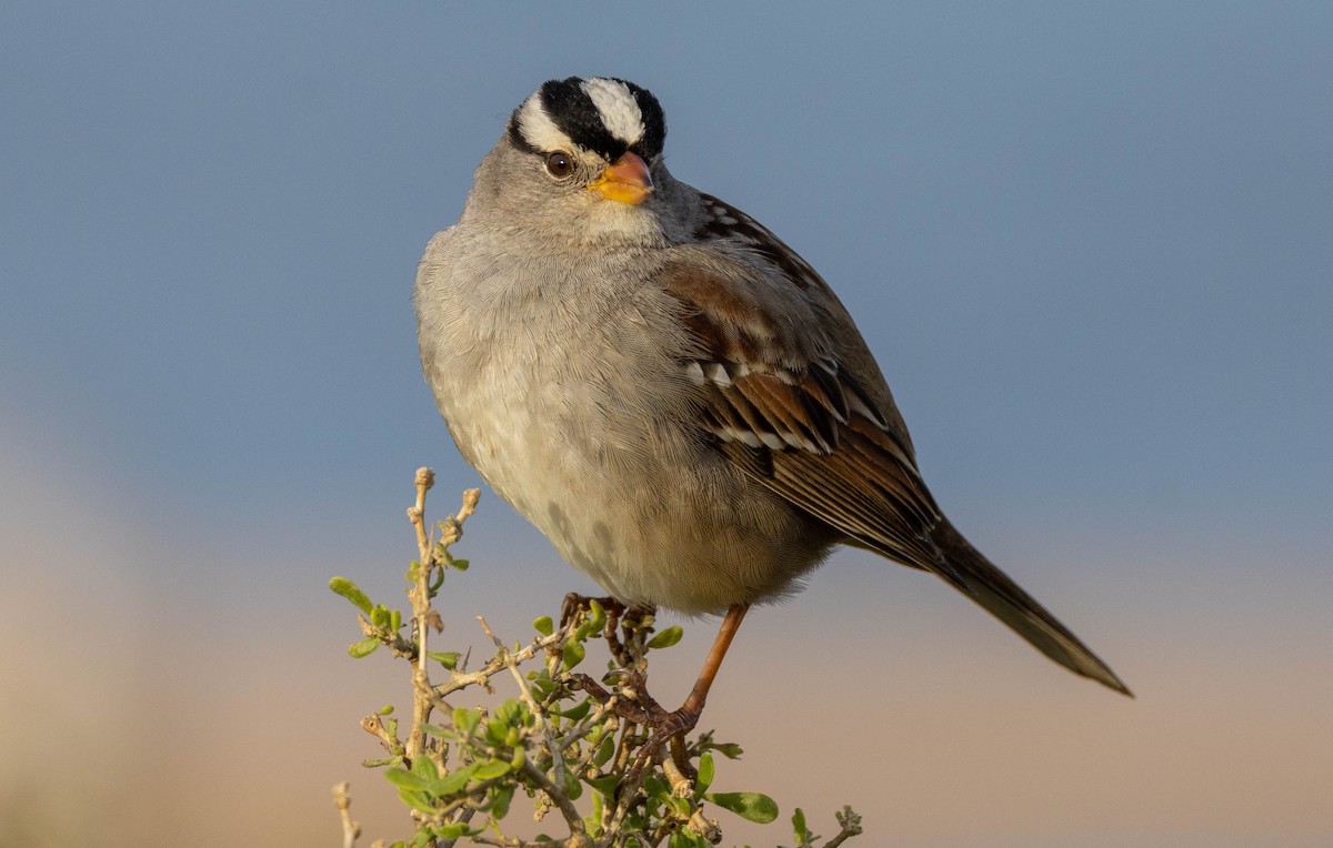 White-crowned Sparrow (Gambel's) - ML543854111