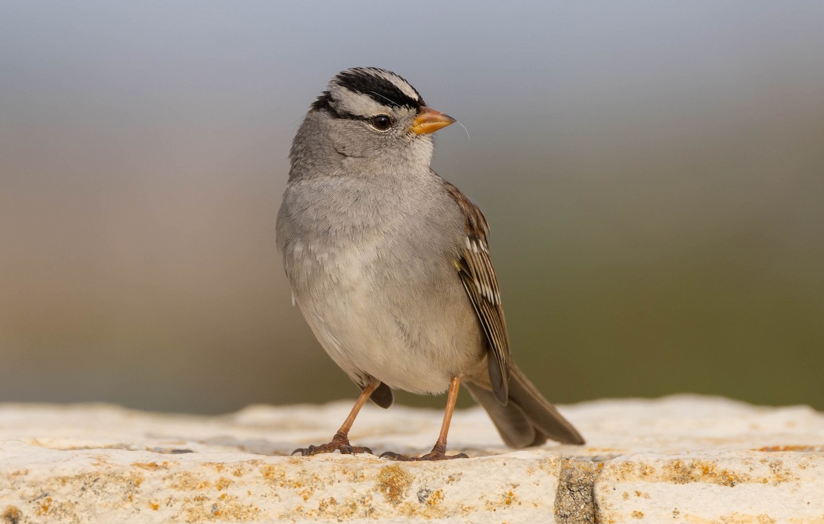 White-crowned Sparrow (Gambel's) - ML543854121