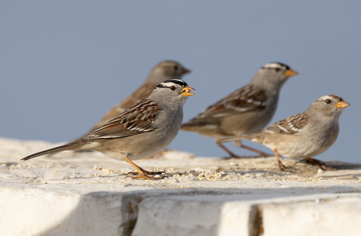 White-crowned Sparrow (Gambel's) - ML543854131
