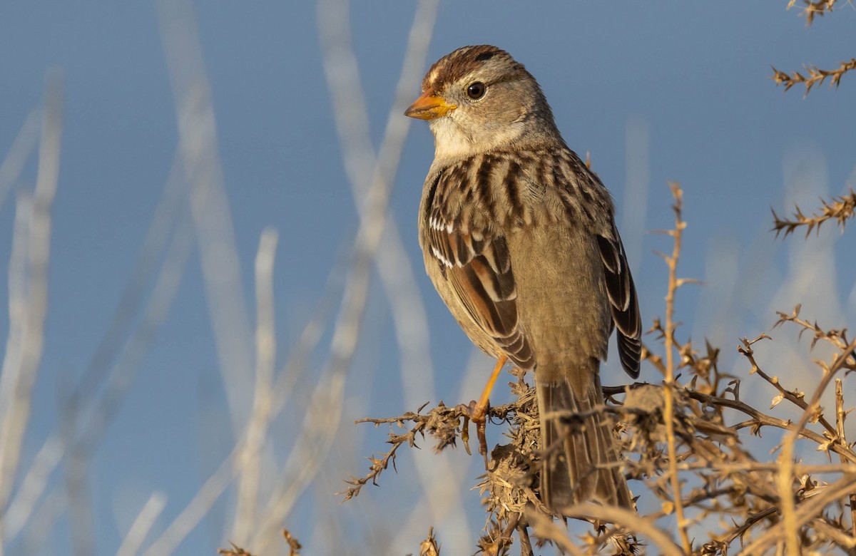 White-crowned Sparrow (Gambel's) - ML543854141