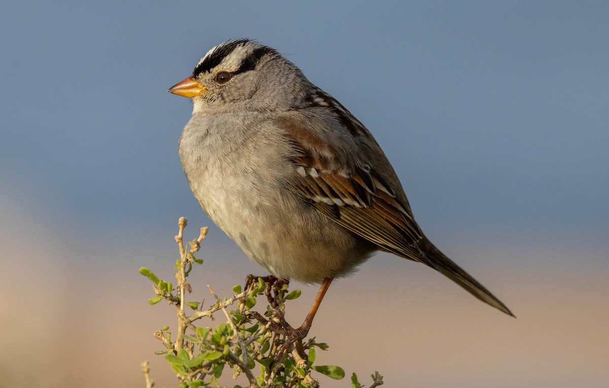 White-crowned Sparrow (Gambel's) - ML543854161