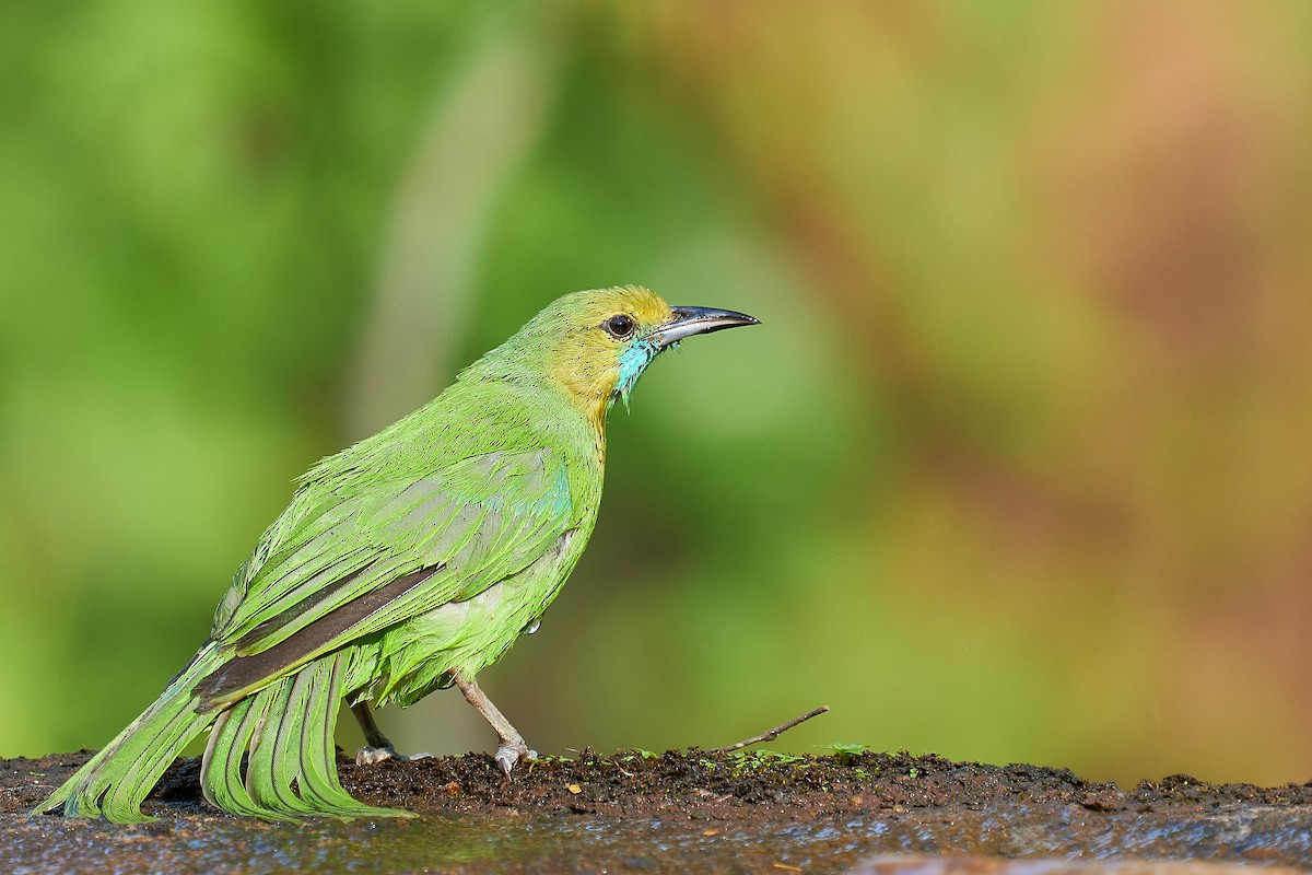 Jerdon's Leafbird - Raghavendra  Pai