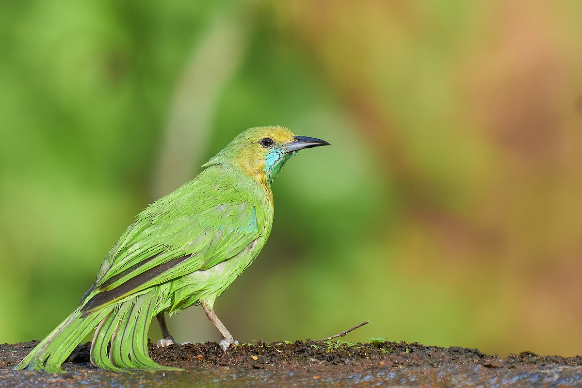 Jerdon's Leafbird - Raghavendra  Pai