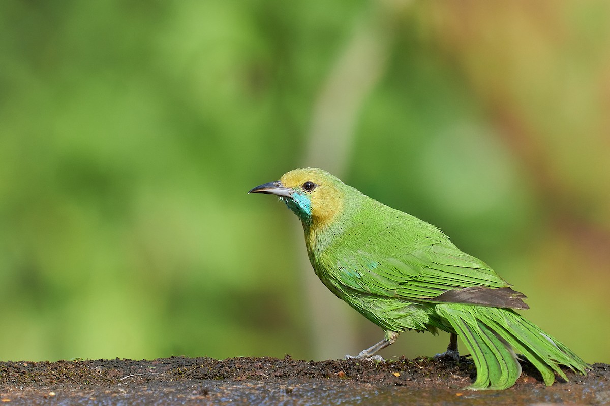 Jerdon's Leafbird - Raghavendra  Pai