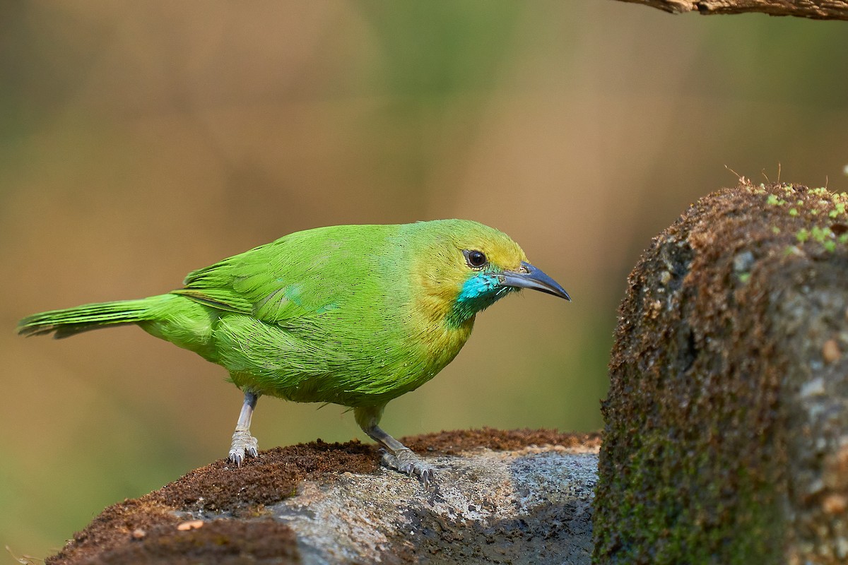 Jerdon's Leafbird - Raghavendra  Pai