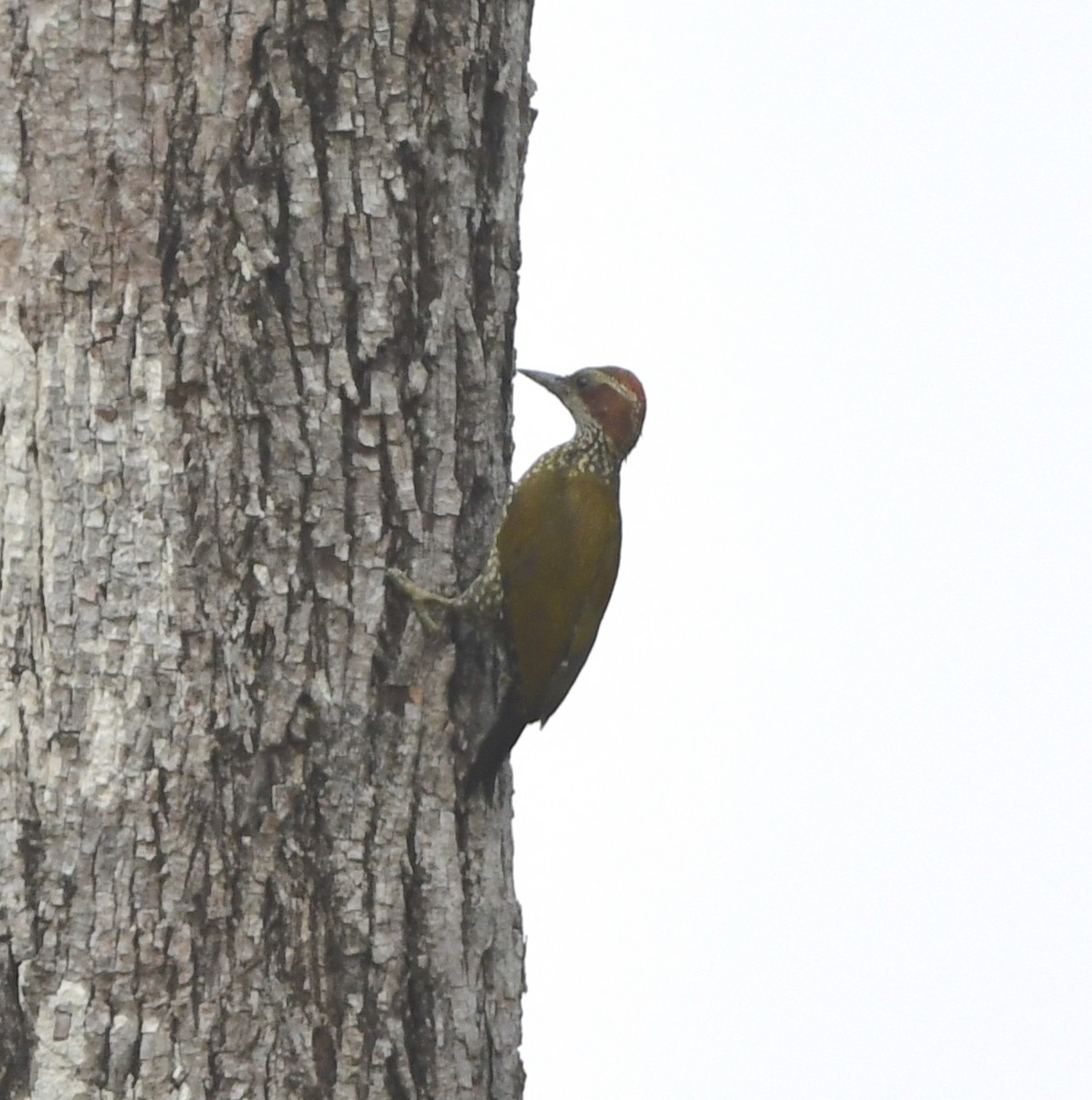 Brown-eared Woodpecker (Carol's) - ML543854631