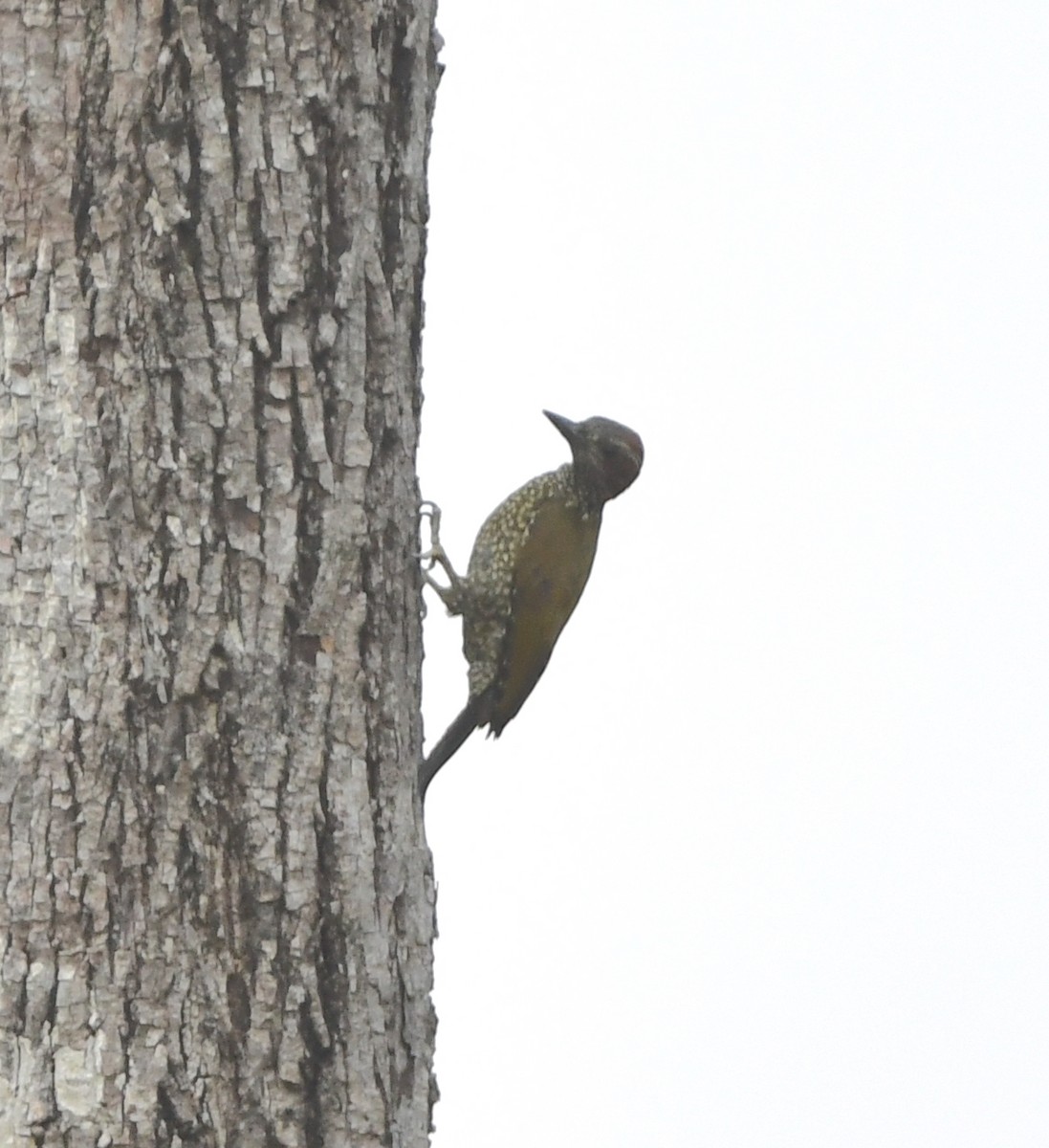 Brown-eared Woodpecker (Carol's) - ML543854691
