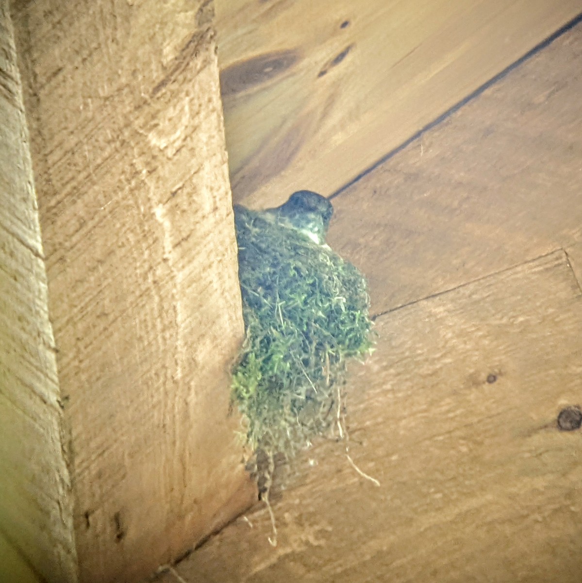 Eastern Phoebe - ML543854711