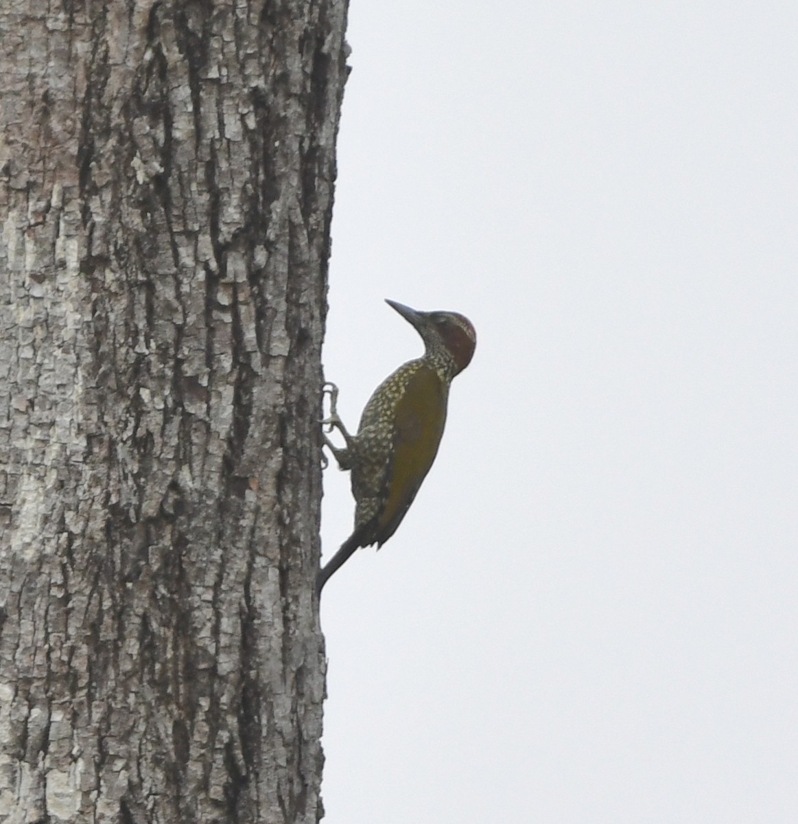 Brown-eared Woodpecker (Carol's) - ML543854721