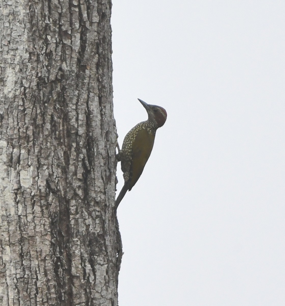 Brown-eared Woodpecker (Carol's) - ML543854751