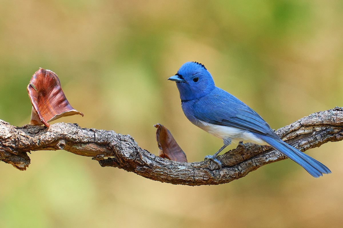 Black-naped Monarch - ML543854911