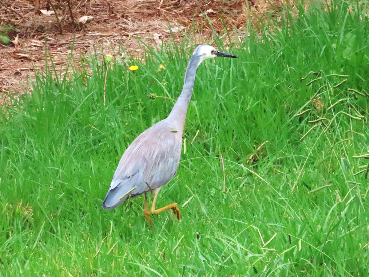 White-faced Heron - ML543855331