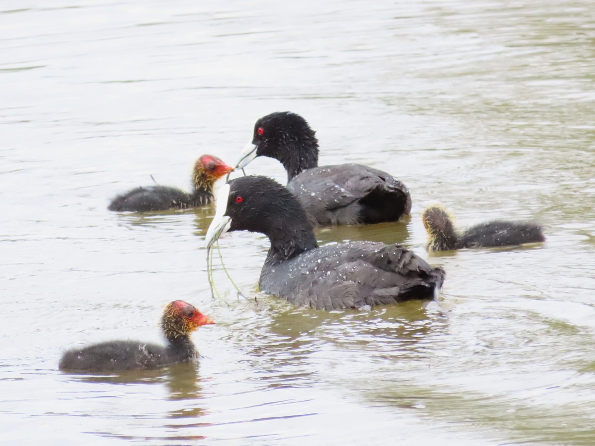 Eurasian Coot - ML543855441