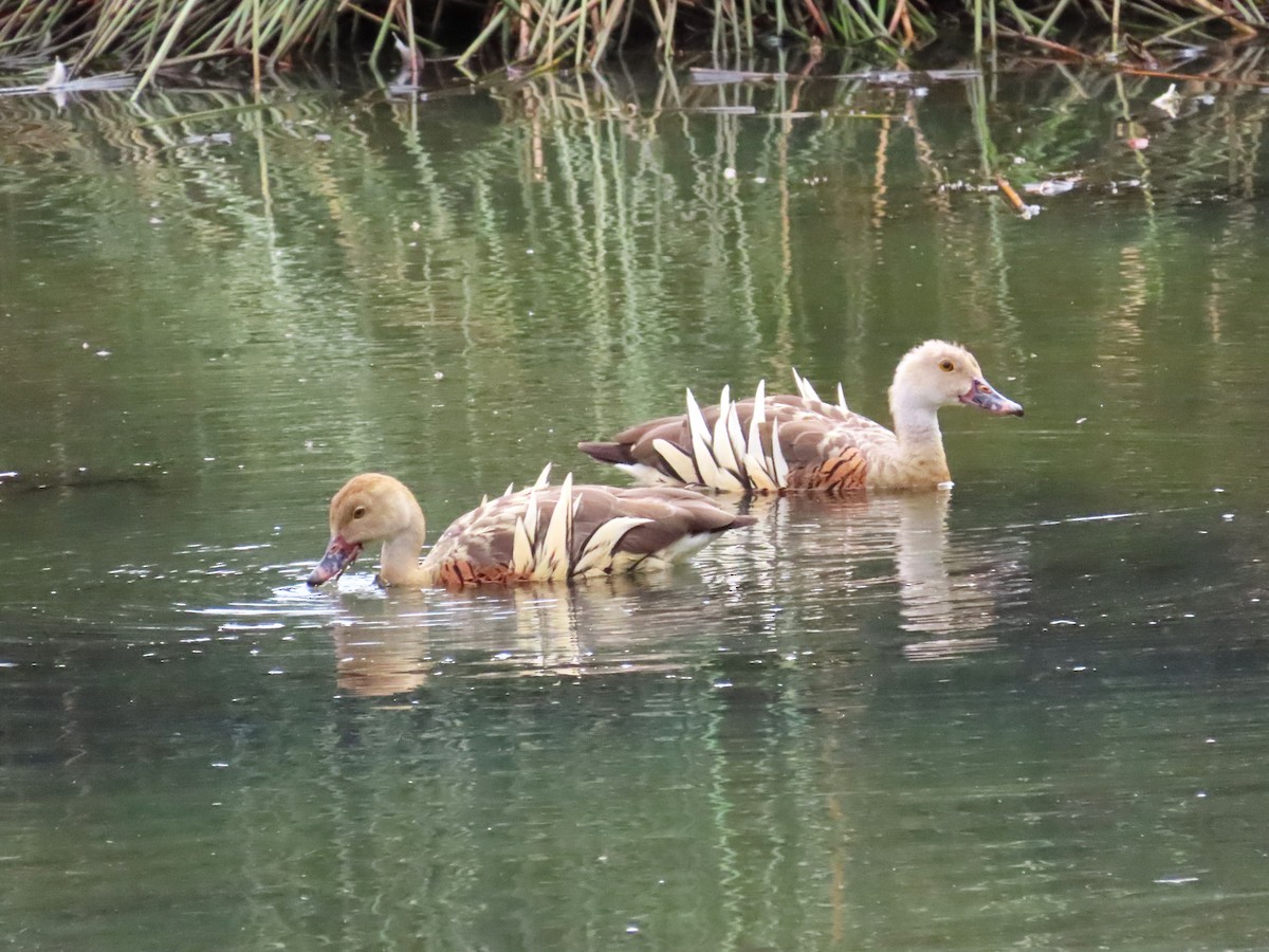 Plumed Whistling-Duck - ML543855521