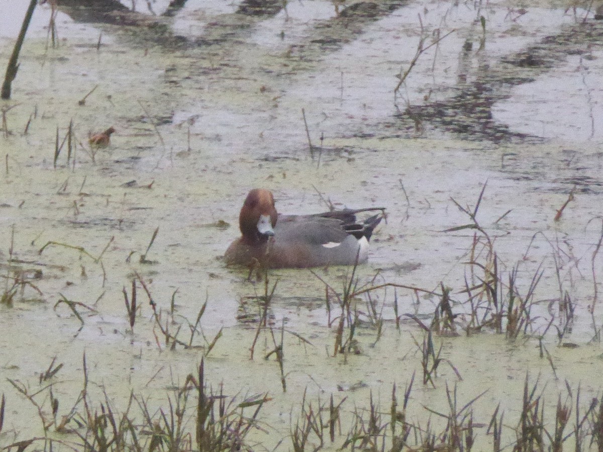 Eurasian Wigeon - ML543856511