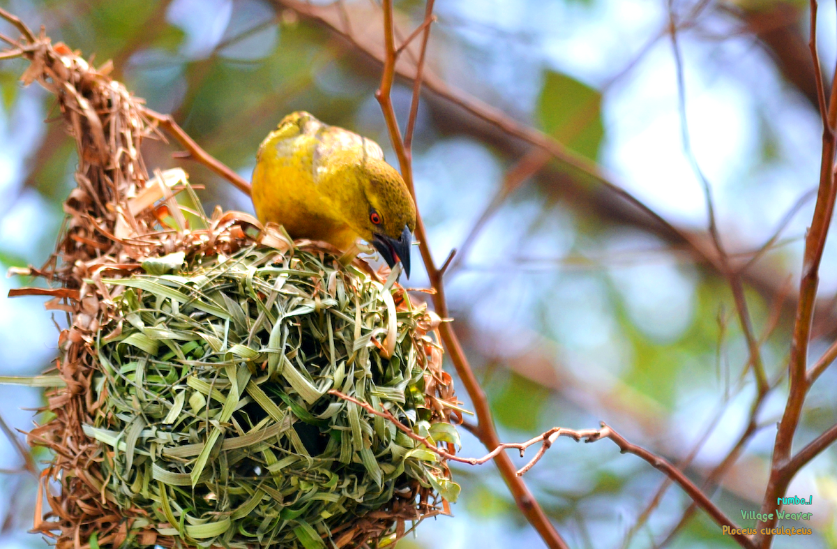 Village Weaver - ML543856941