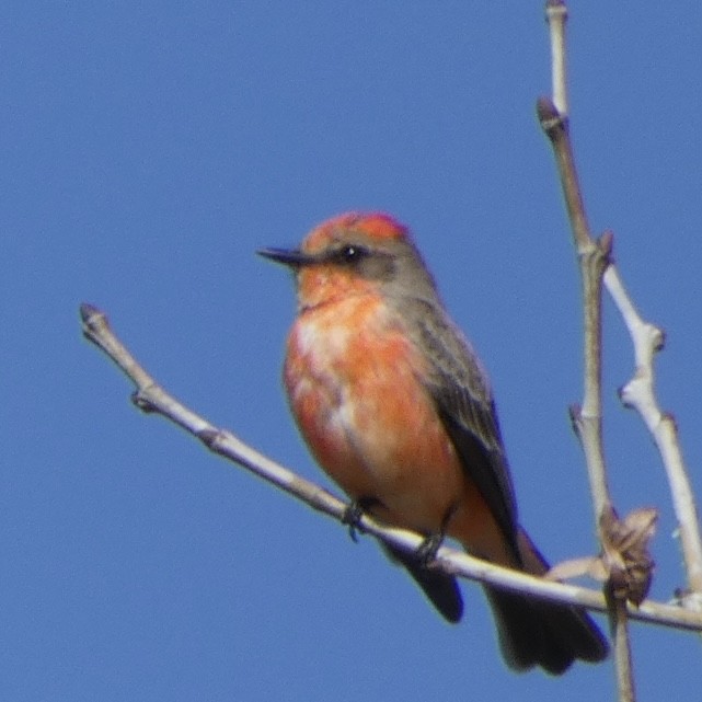 Vermilion Flycatcher - ML543857551