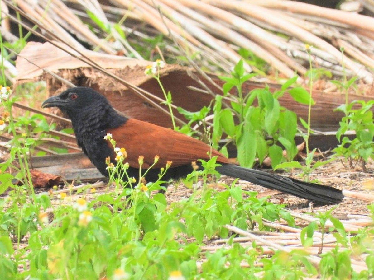 Greater Coucal - ML543857991